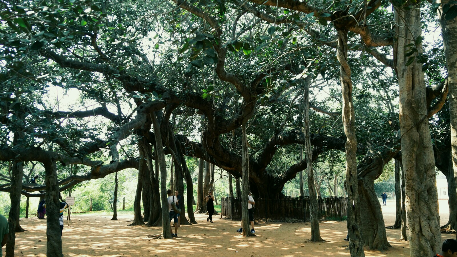 Auroville Botanical Garden