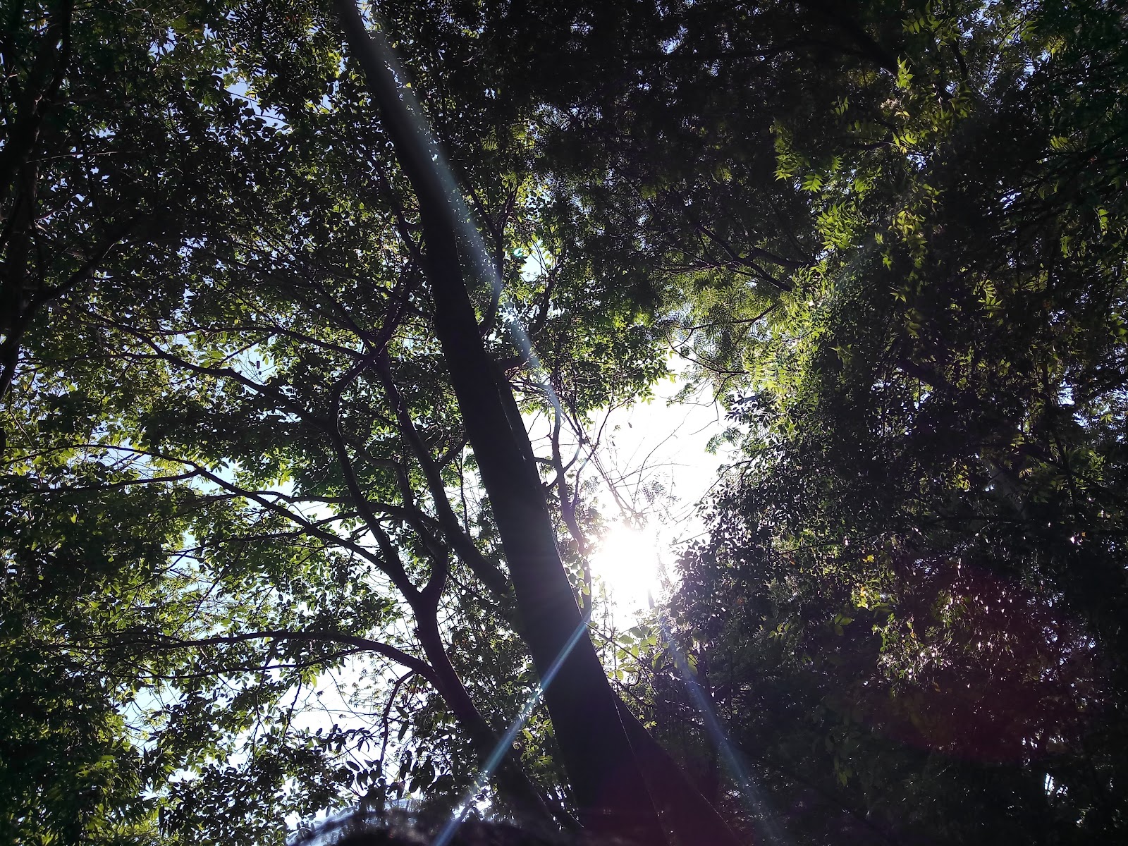 Auroville Botanical Garden