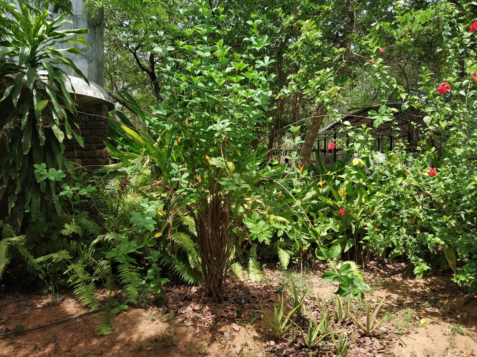 Auroville Botanical Garden