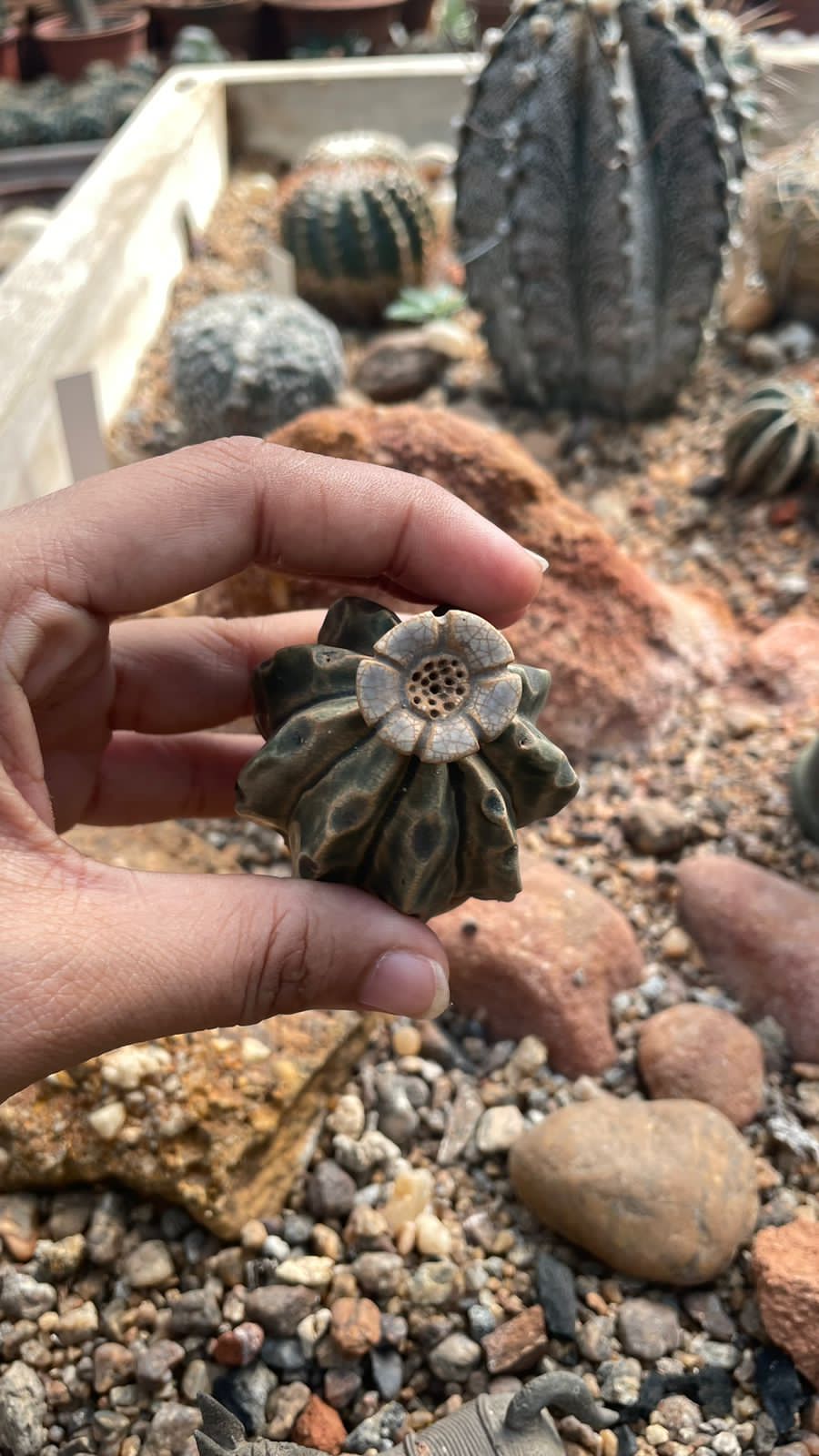 Auroville Botanical Garden