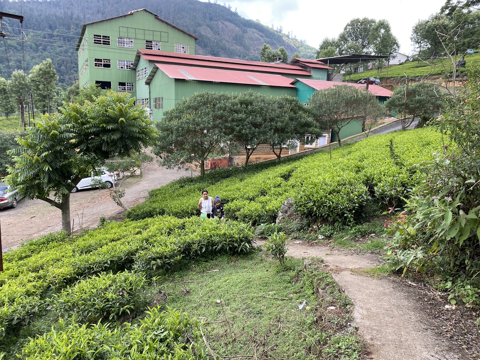 Highfield Tea Factory