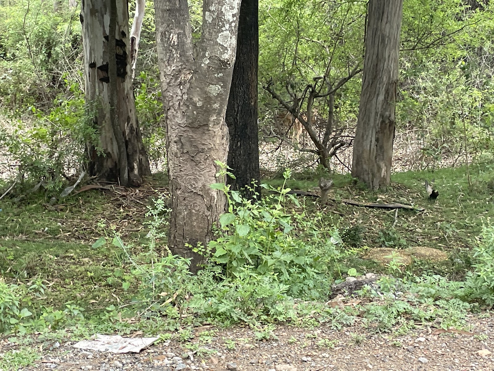 B R Hills Wildlife Sanctuary