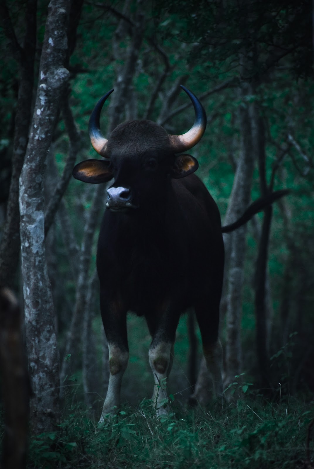 B R Hills Wildlife Sanctuary