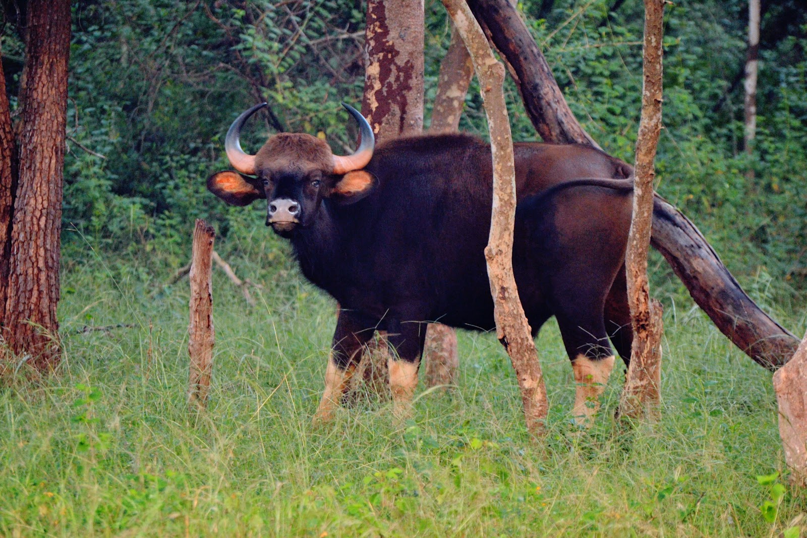 B R Hills Wildlife Sanctuary