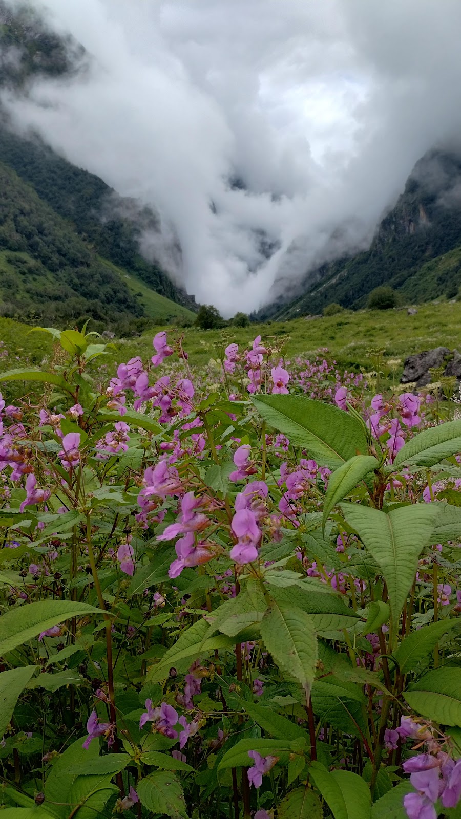 Valley of Flowers