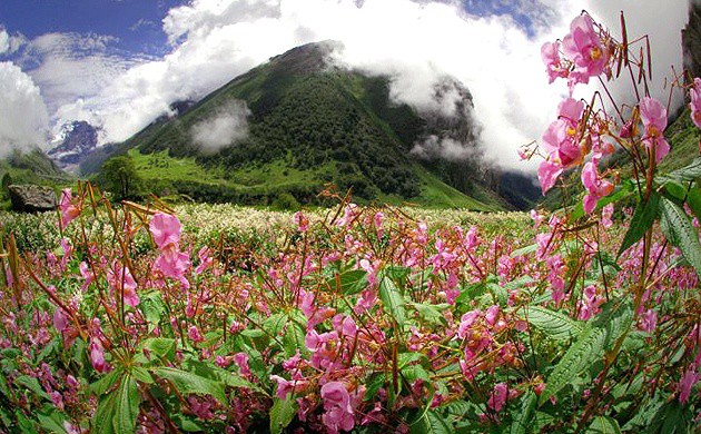 Valley of Flowers