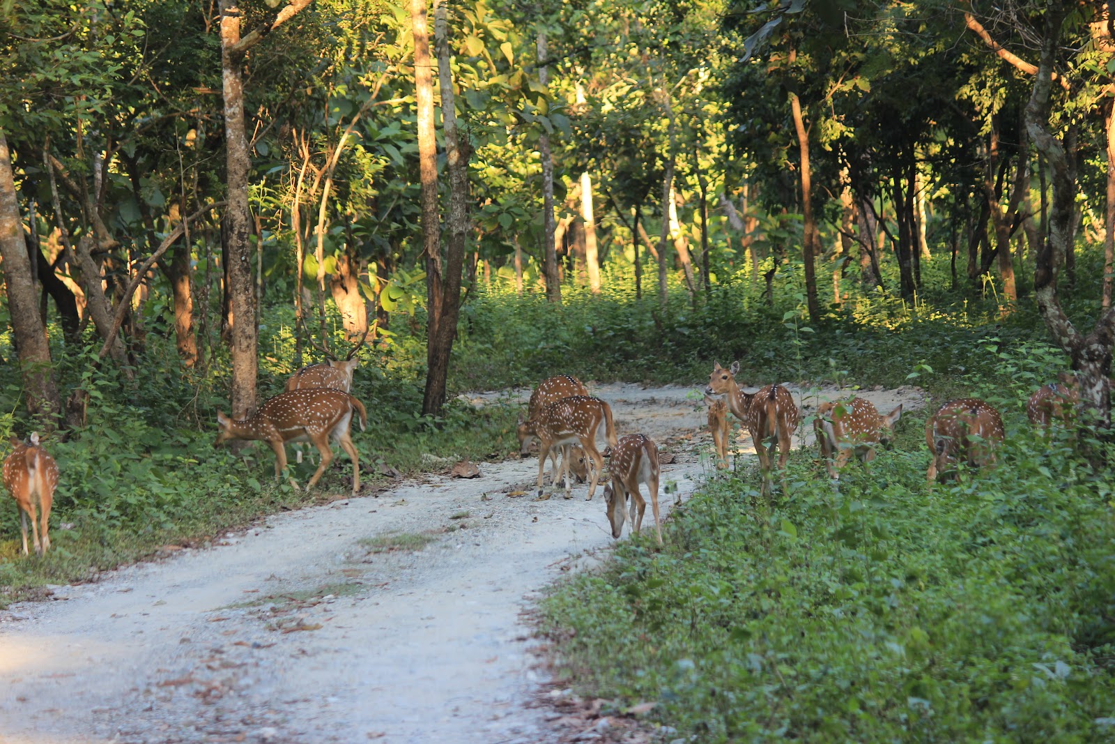 Bengal Safari