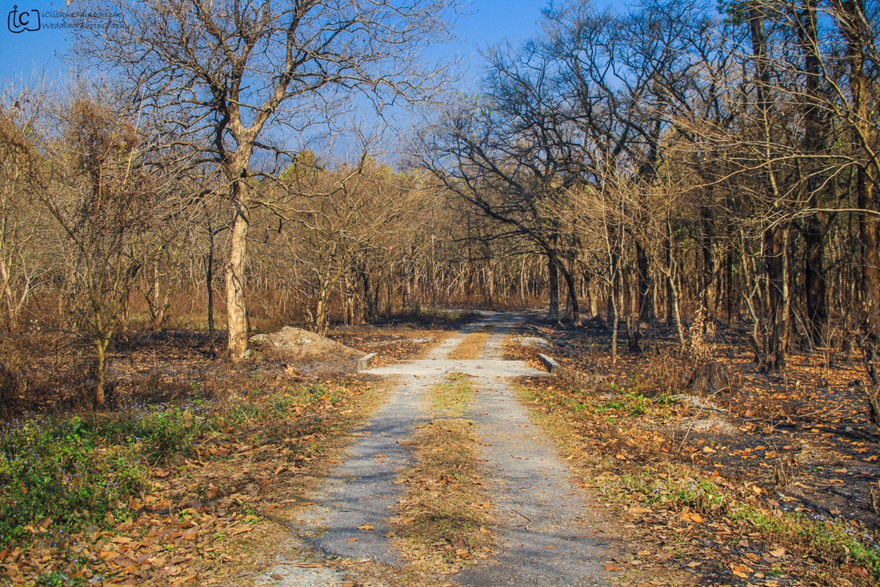Mahananda Wildlife Sanctuary