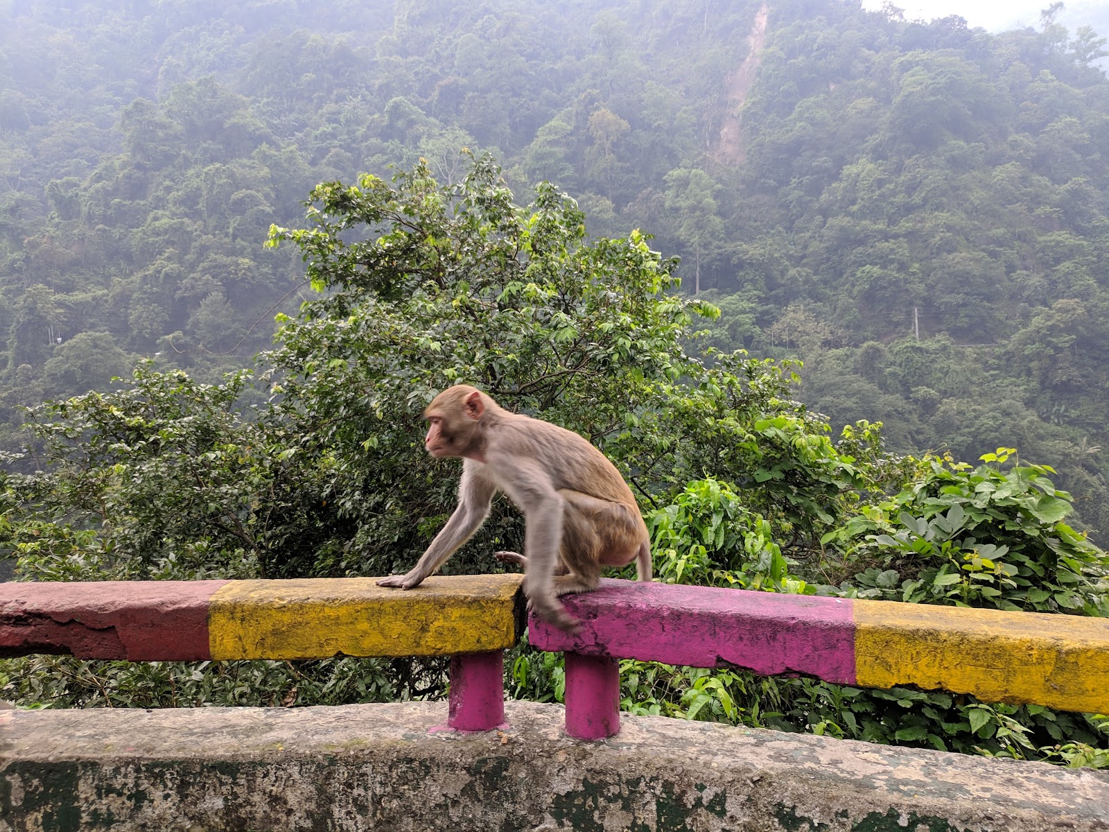 Mahananda Wildlife Sanctuary