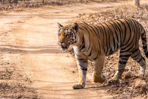 Kanha National Park