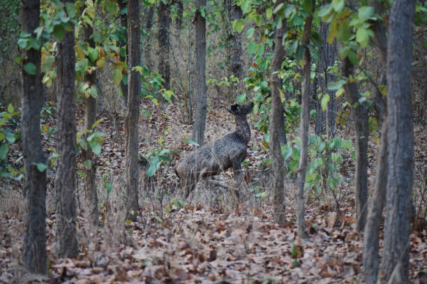 Kanha National Park