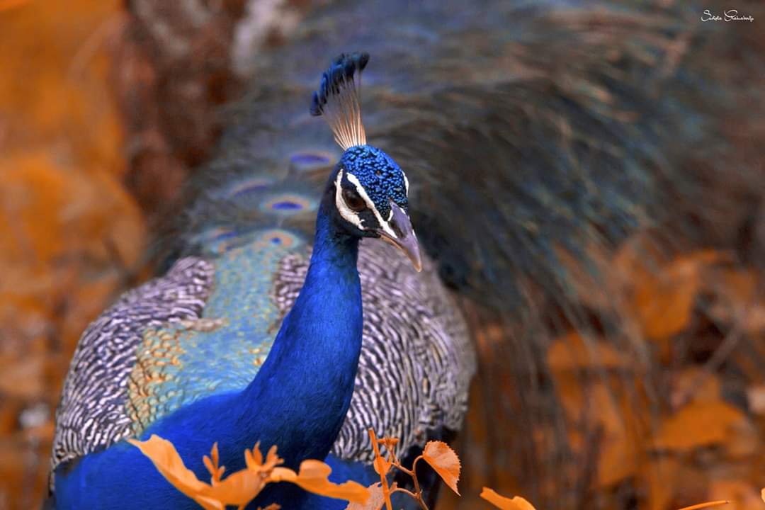 Kudremukh National Park
