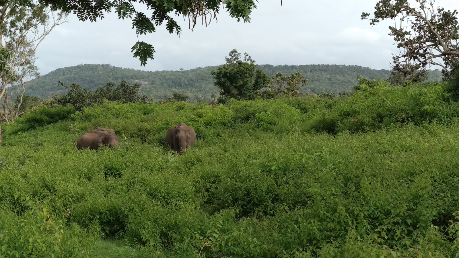 Kudremukh National Park