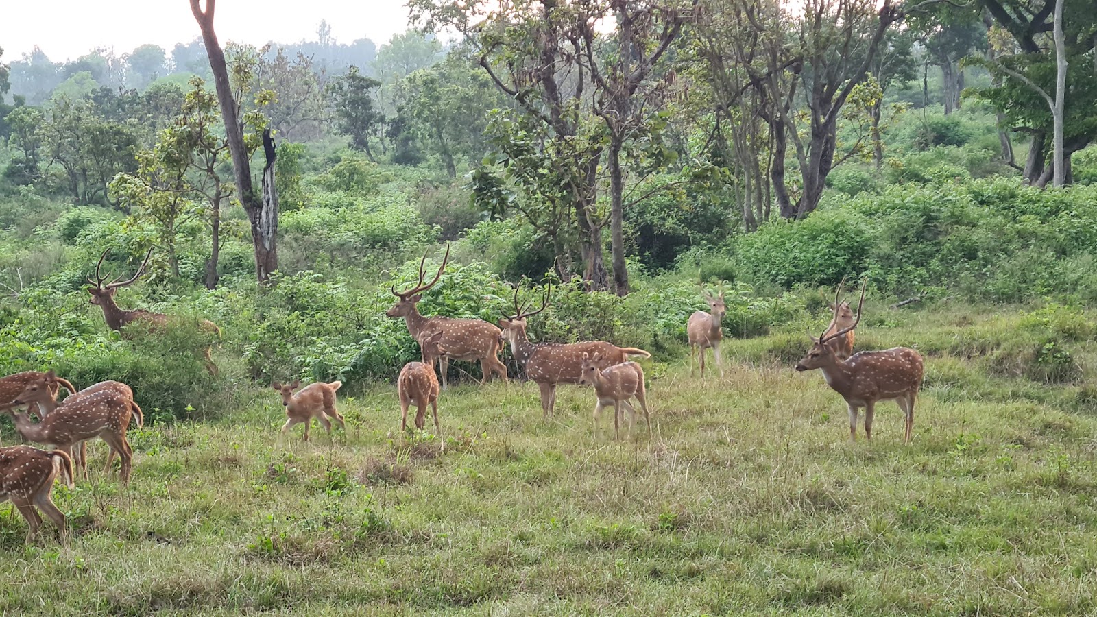 Kudremukh National Park