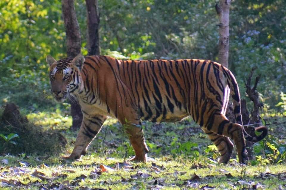 Nagarhole National Park