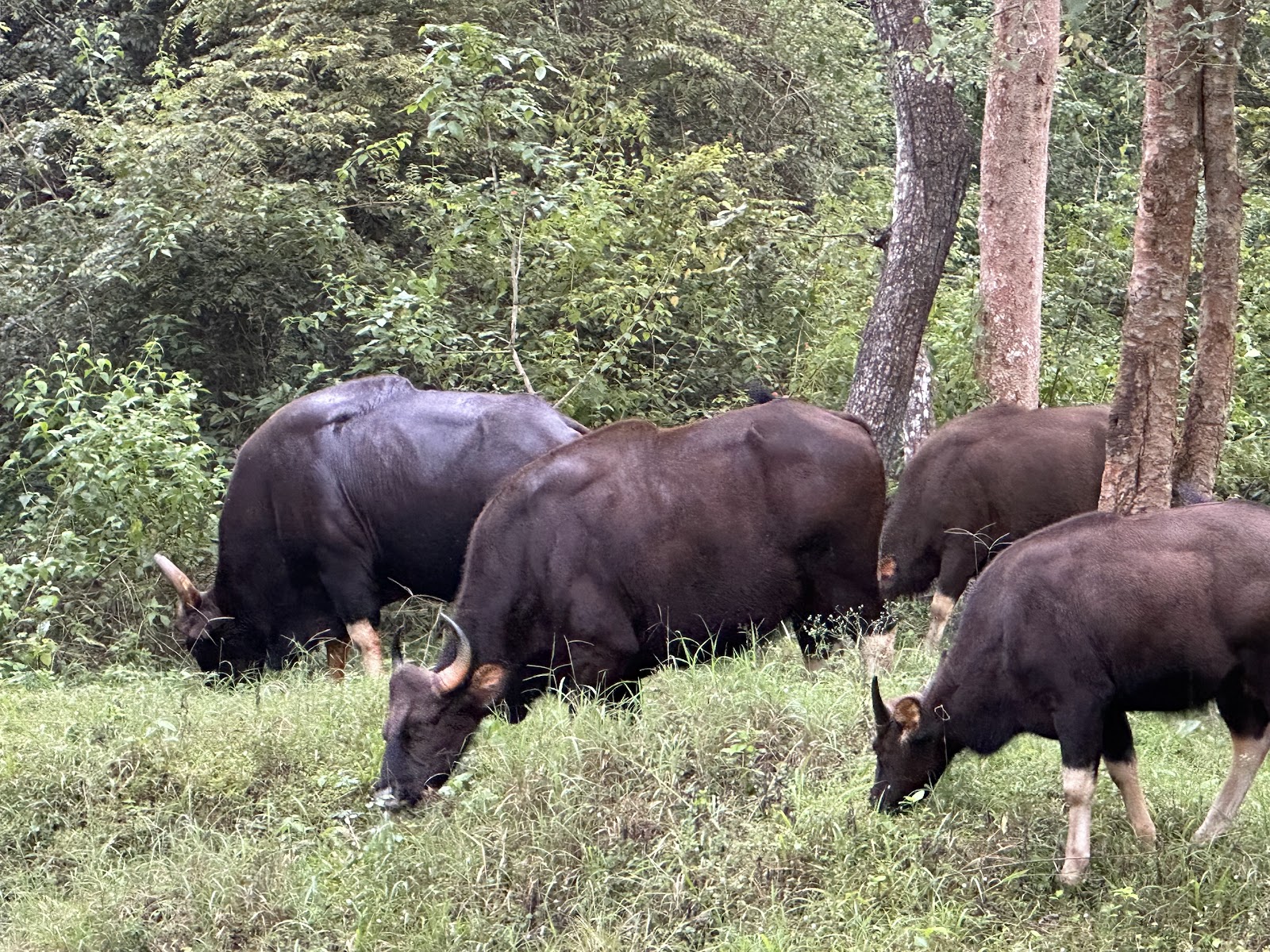 Nagarhole National Park