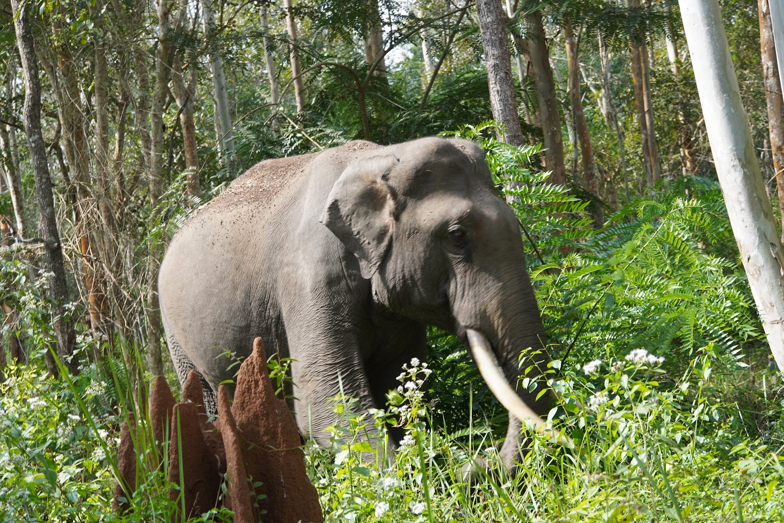 Wayanad Wildlife Sanctuary