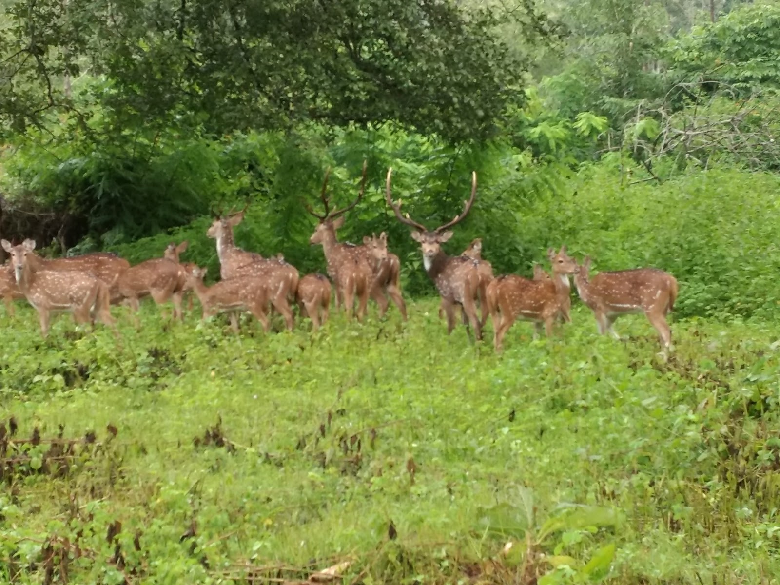 Wayanad Wildlife Sanctuary