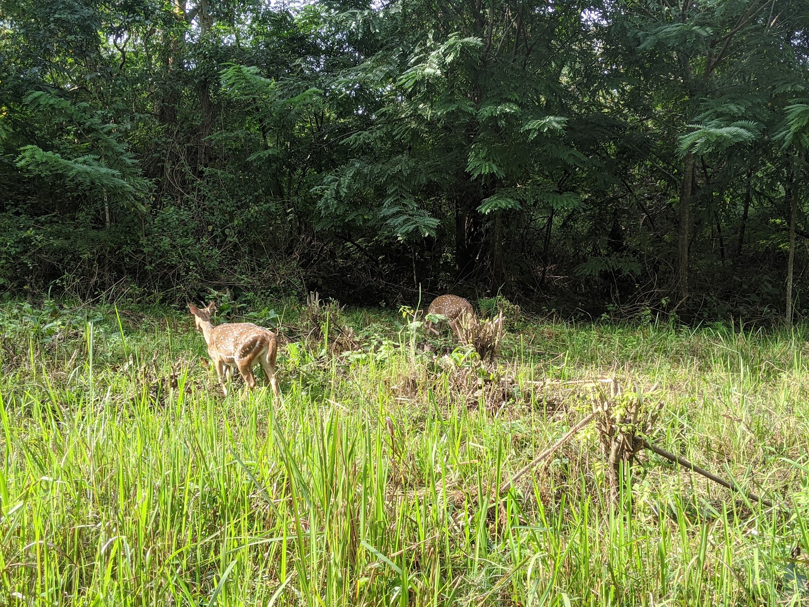 Wayanad Wildlife Sanctuary