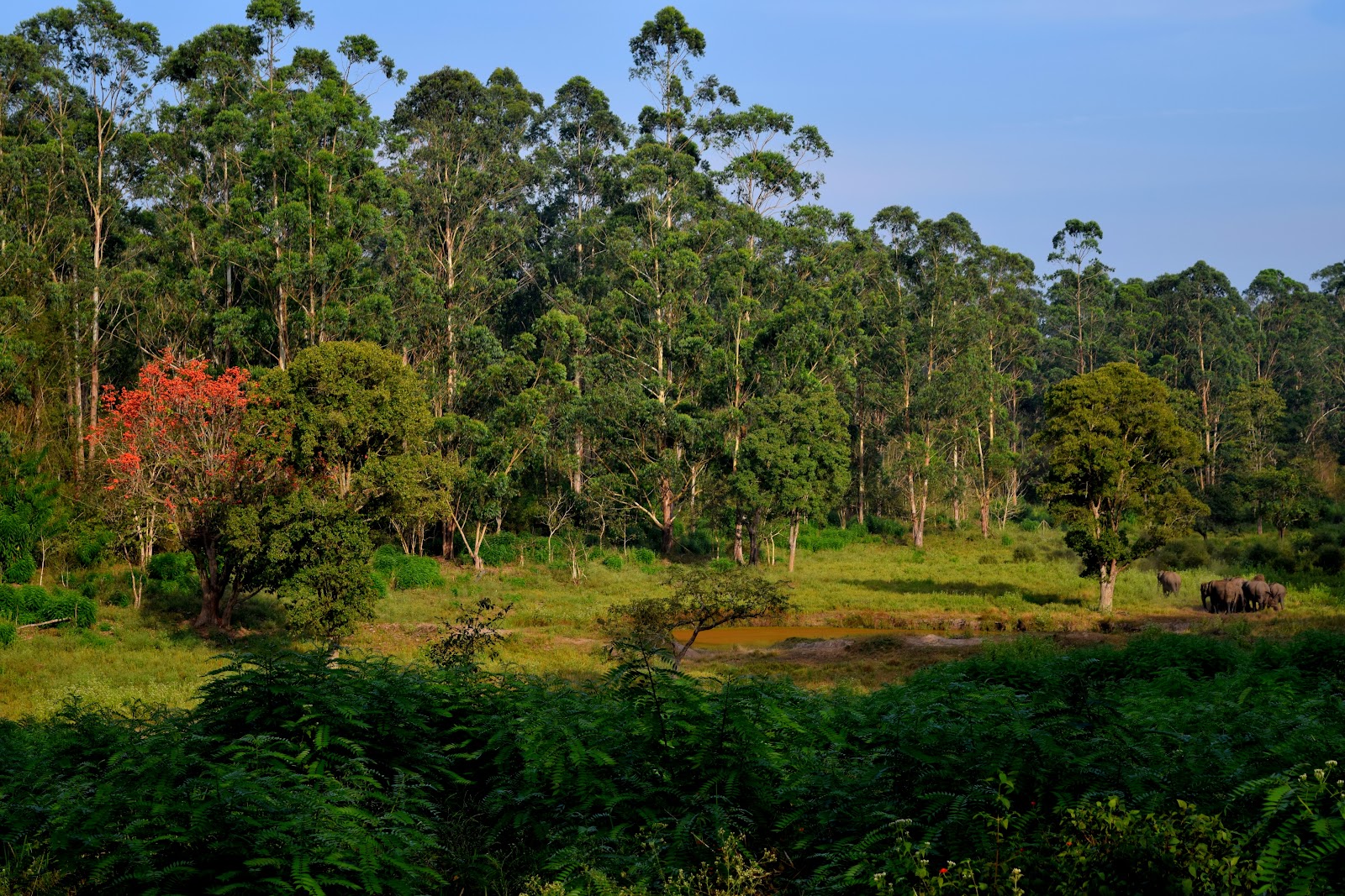 Wayanad Wildlife Sanctuary