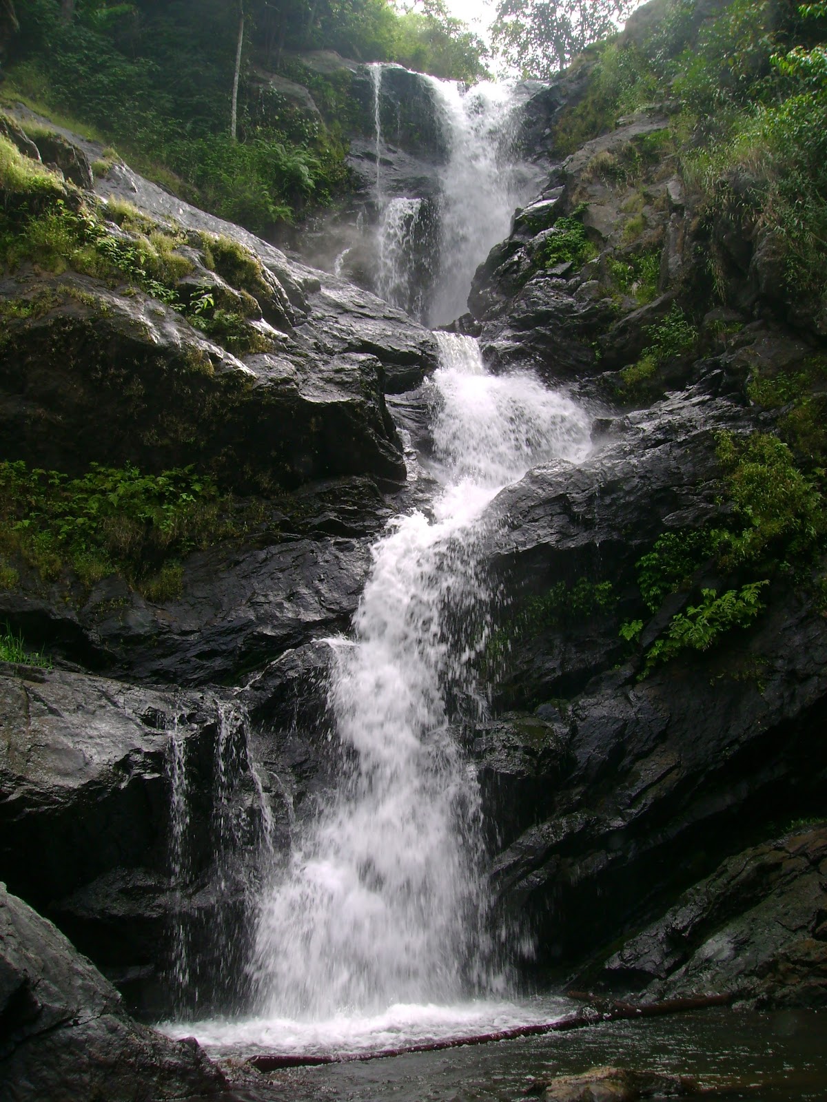 Wayanad Wildlife Sanctuary
