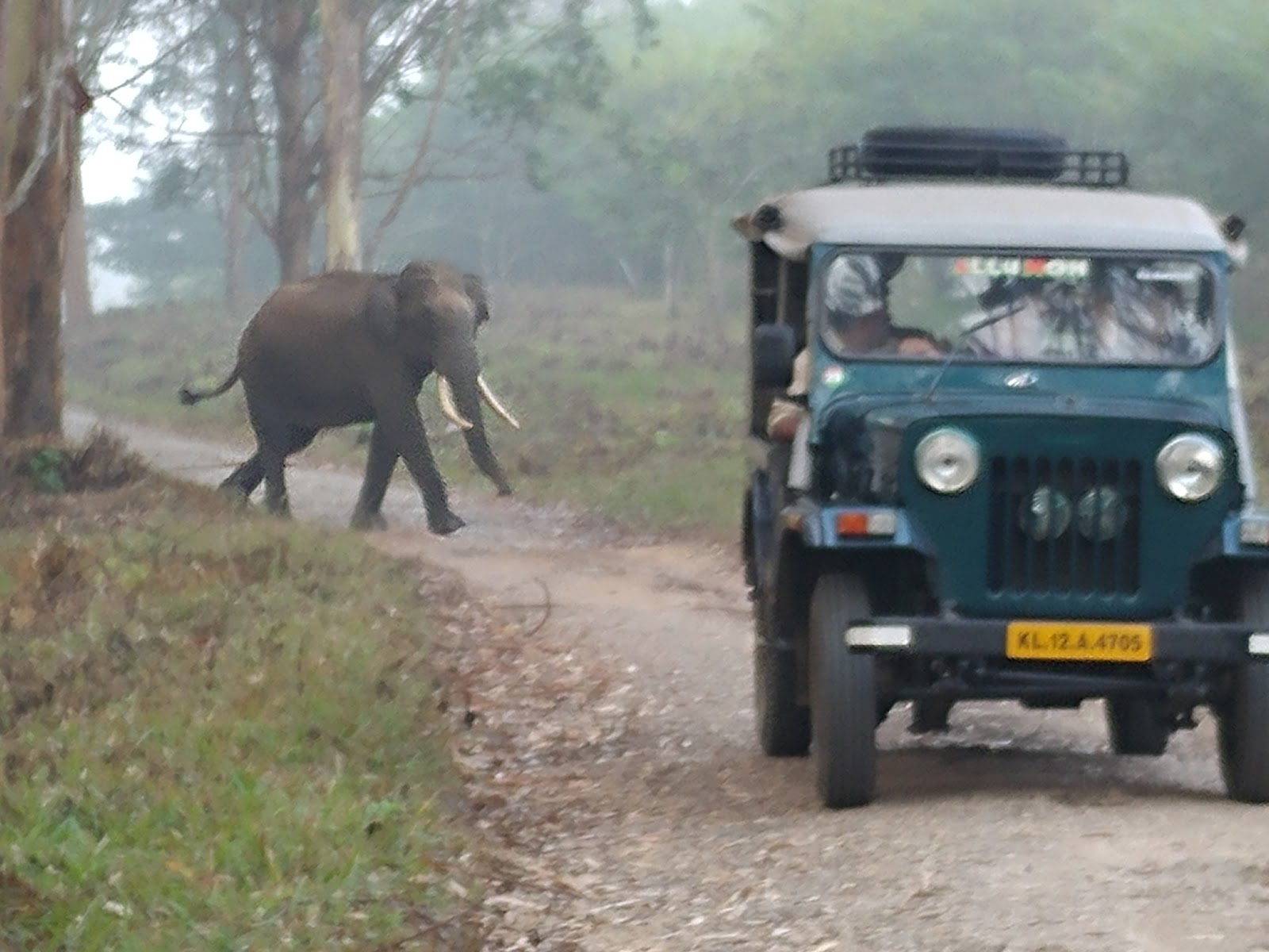 Wayanad Wildlife Sanctuary