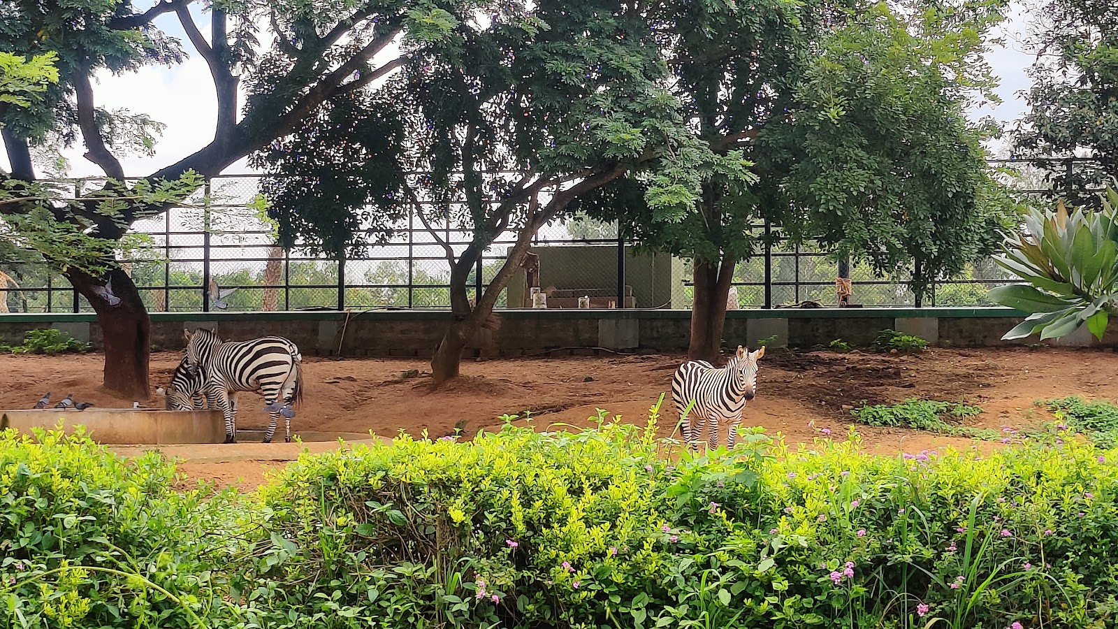 Bannerghatta National Park
