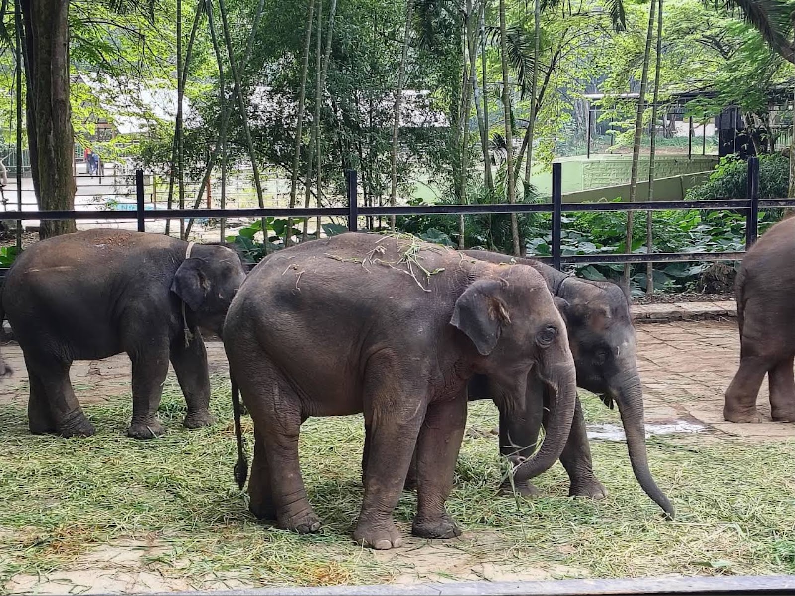 Bannerghatta National Park