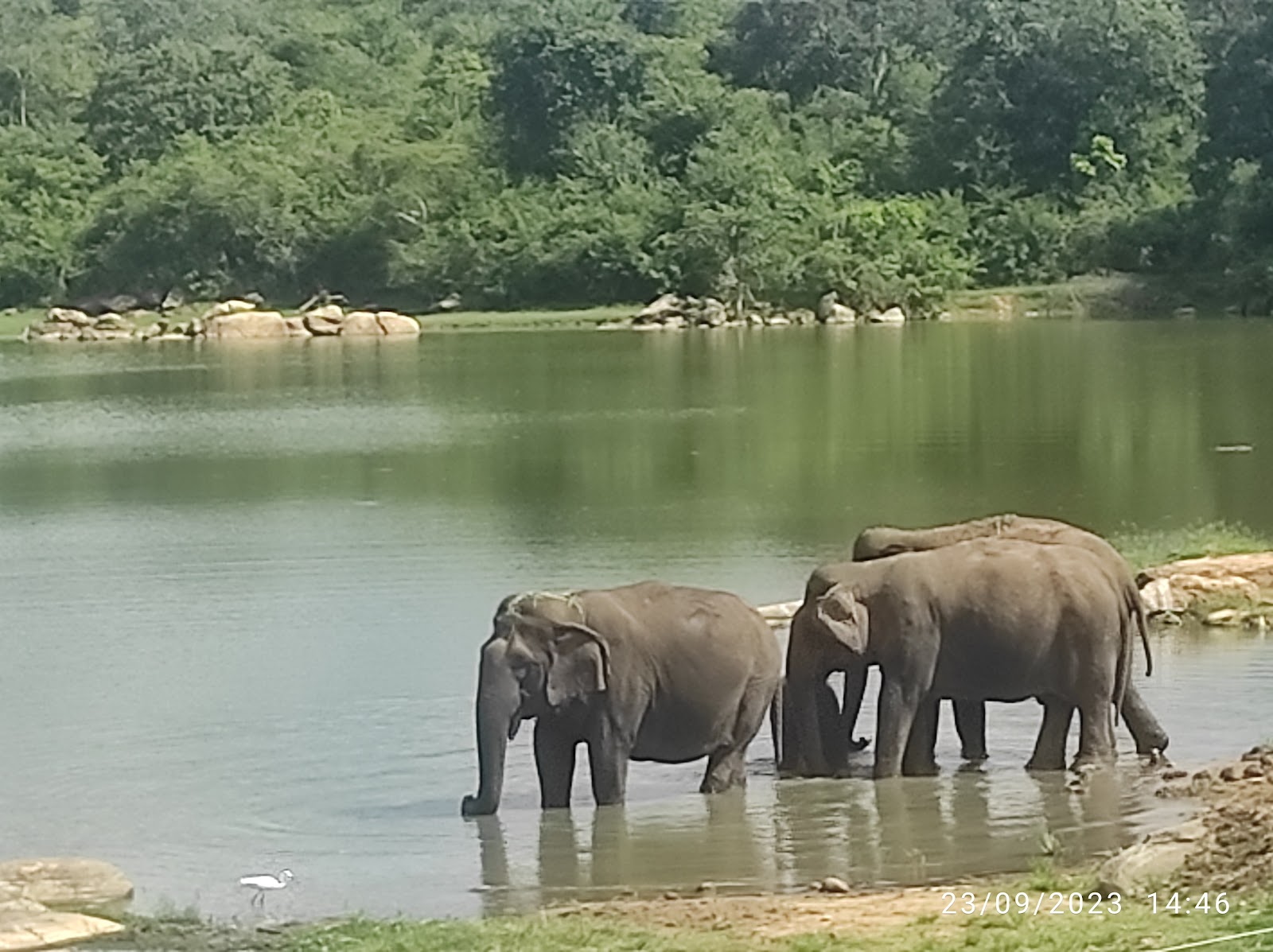 Bannerghatta National Park