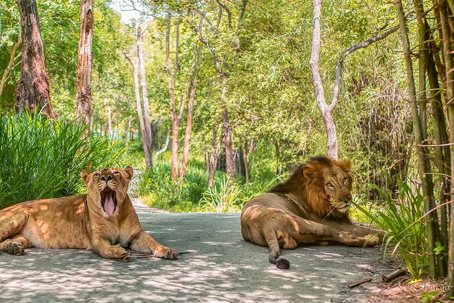 Bannerghatta National Park