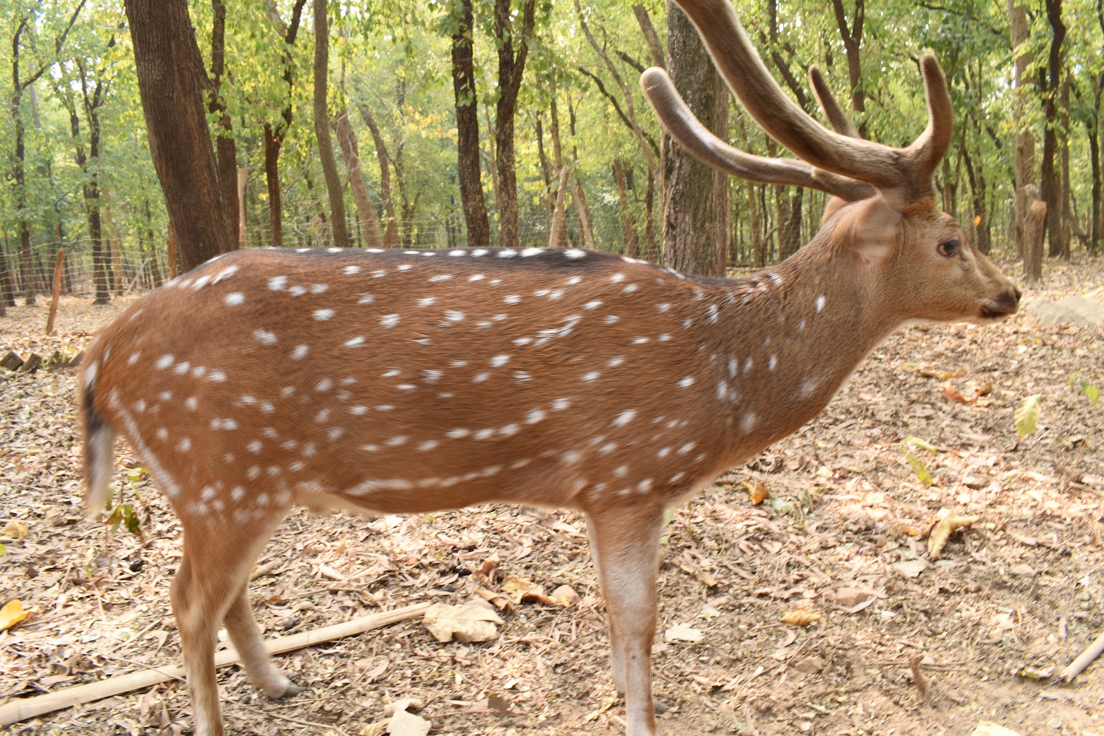 Gongajolghati Deer Park