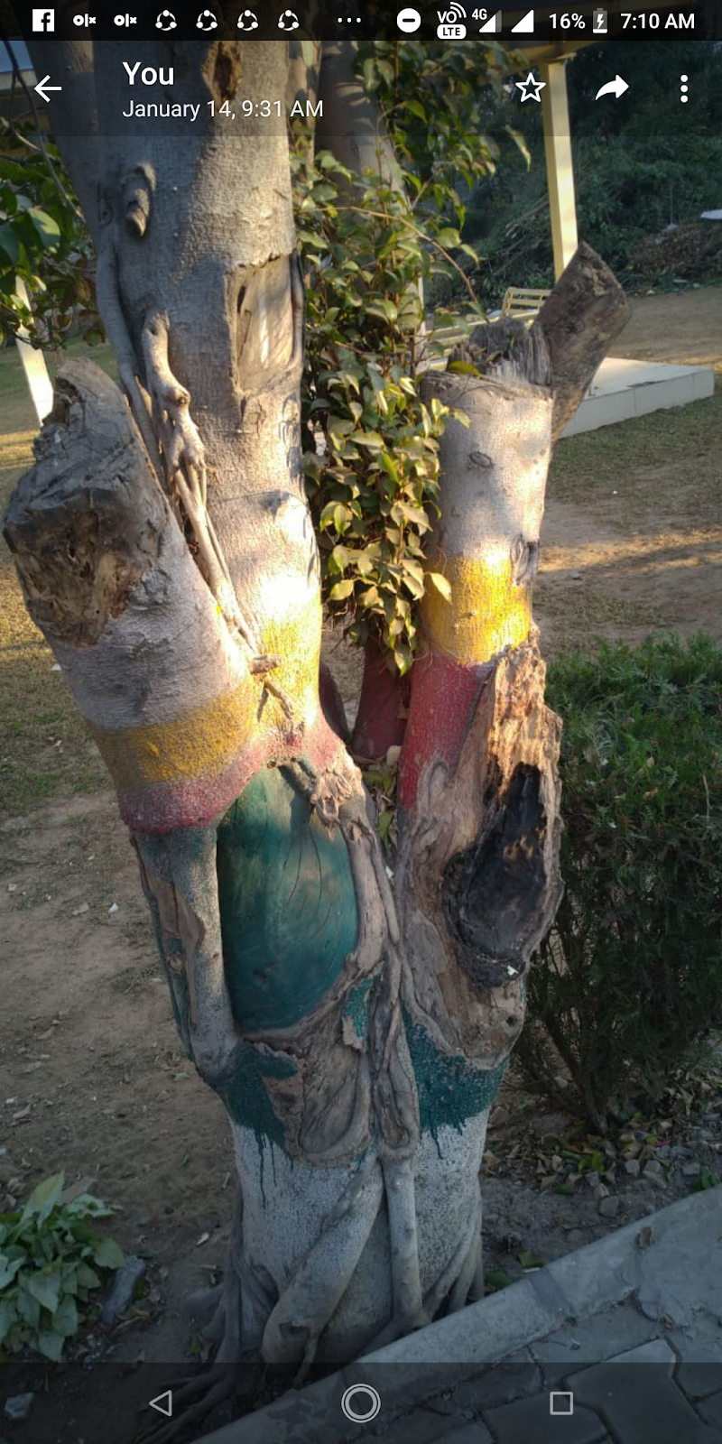 Minor Forest Patch Banur Punjab India