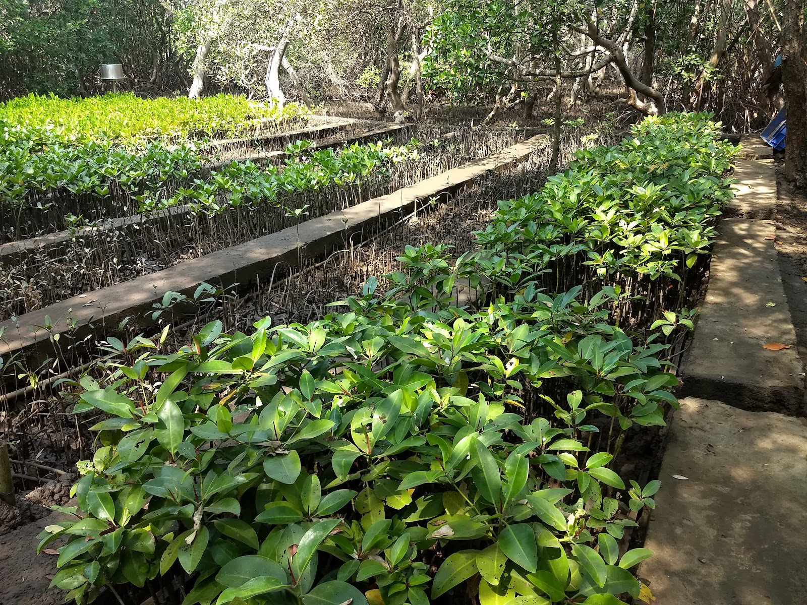 Salim Ali Bird Sanctuary