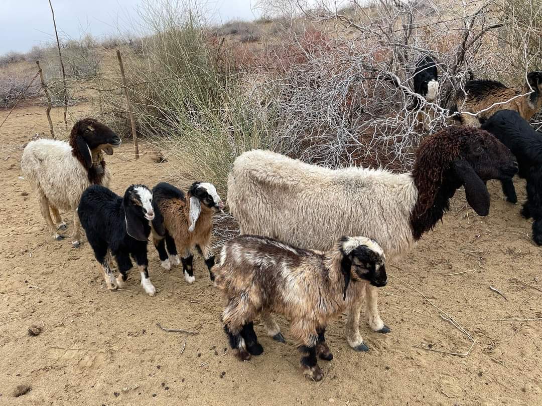 Desert National Park