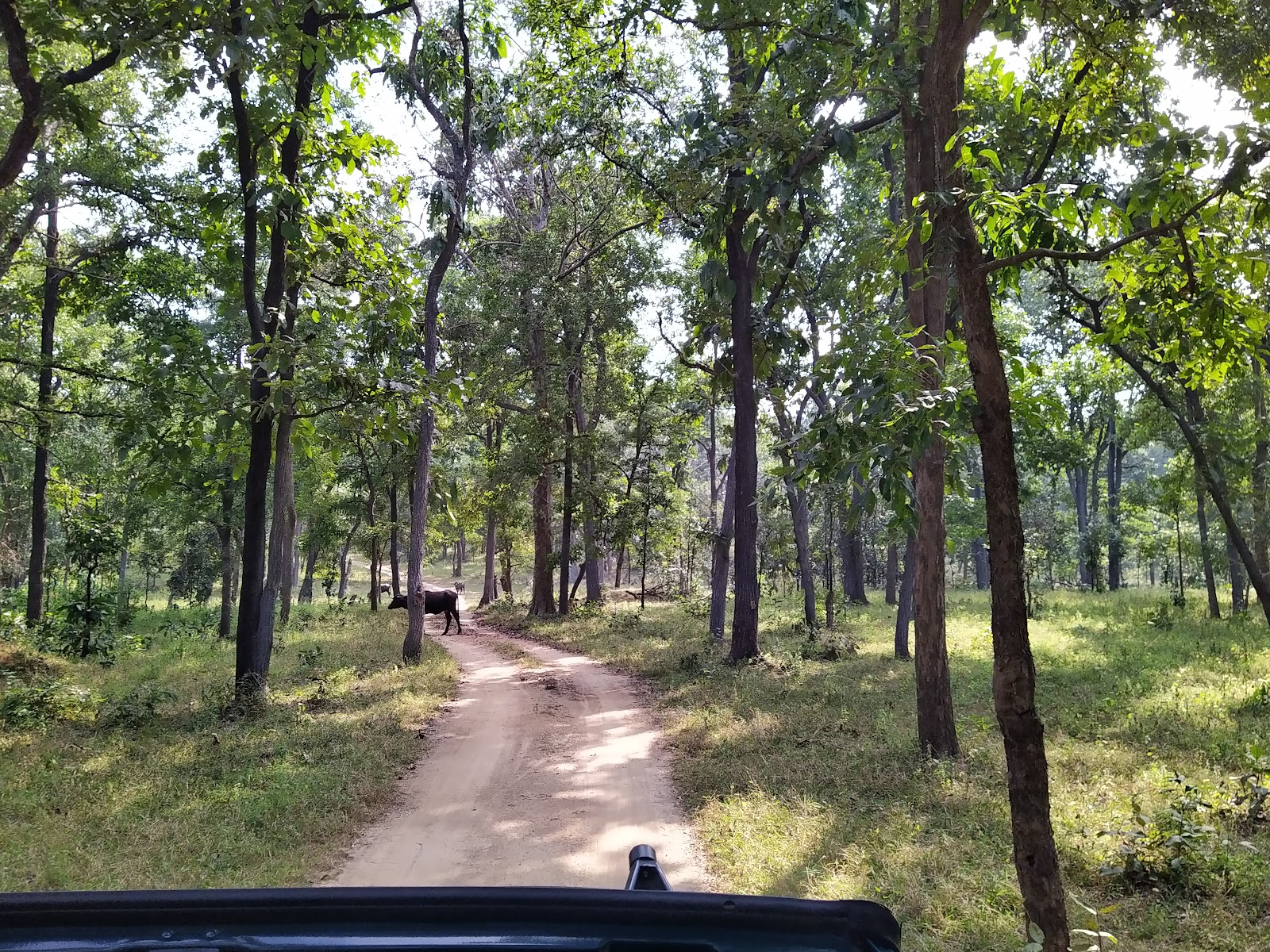 Barnawapara Wildlife Sanctuary