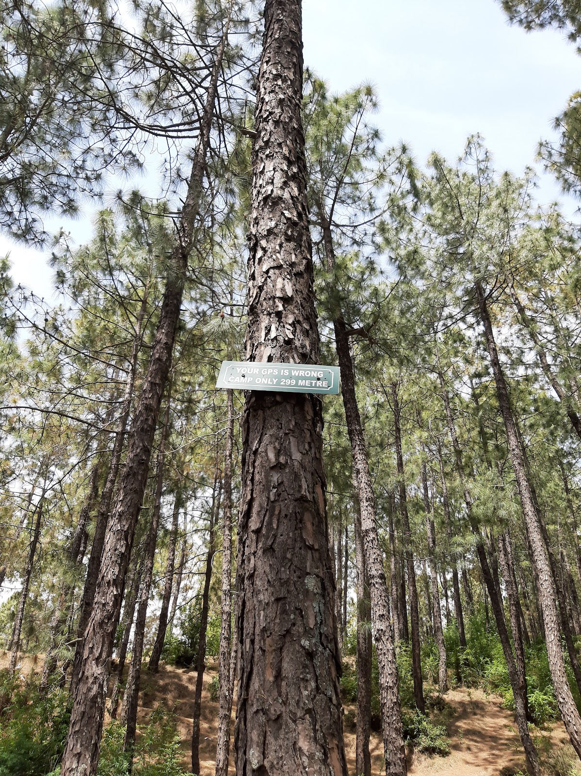 Pine Forest Walks