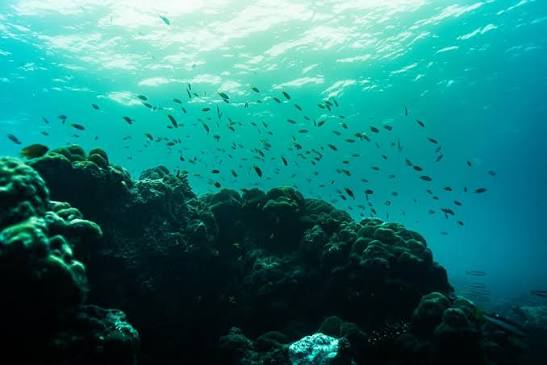 Underwater Pinnacles