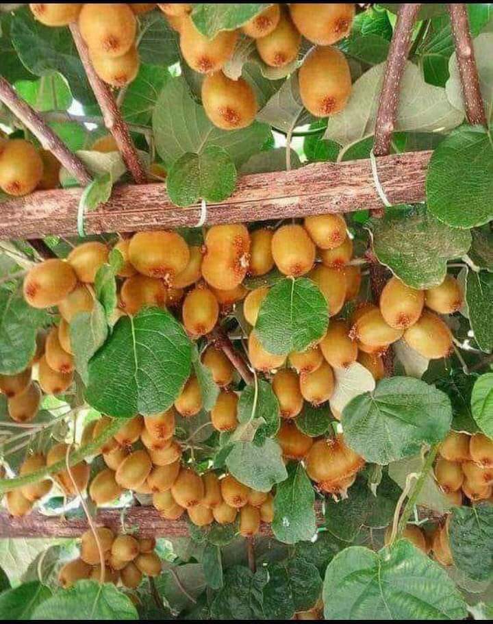 Local Vegetable and Grain Market