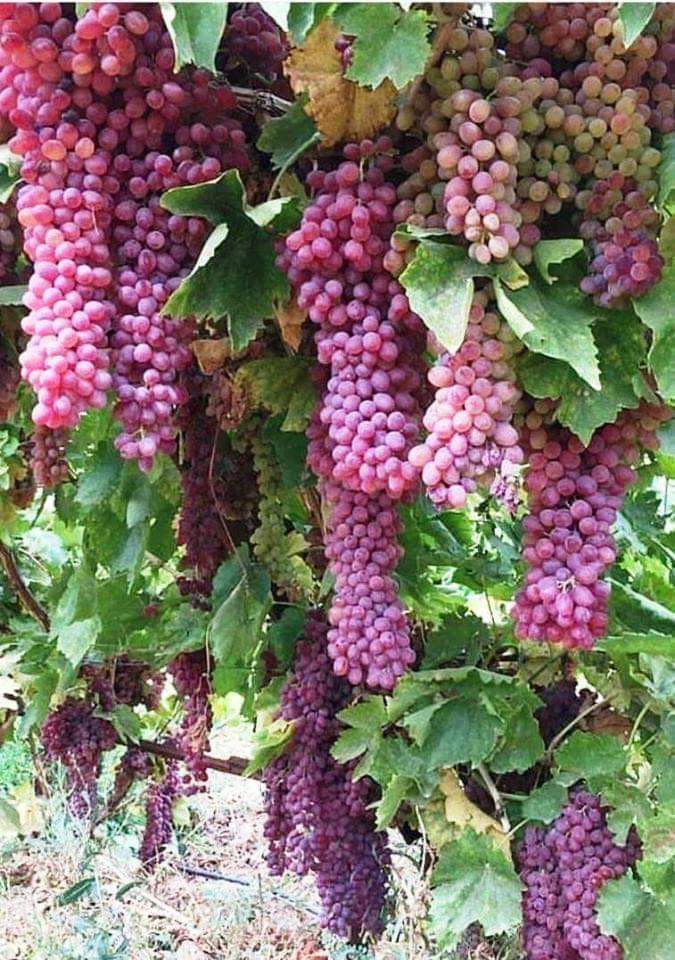 Local Vegetable and Grain Market