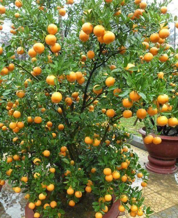 Local Vegetable and Grain Market