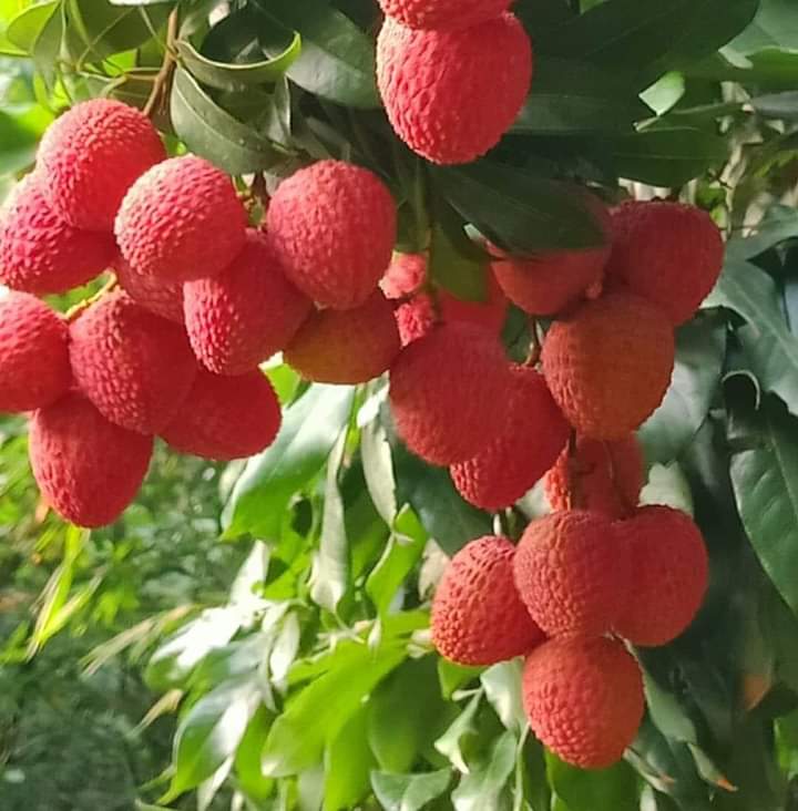 Local Vegetable and Grain Market