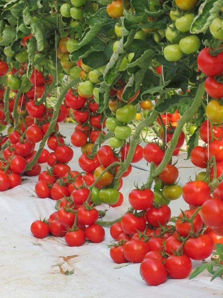 Local Vegetable and Grain Market