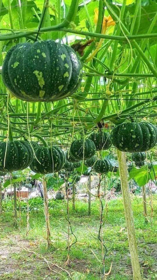 Local Vegetable and Grain Market