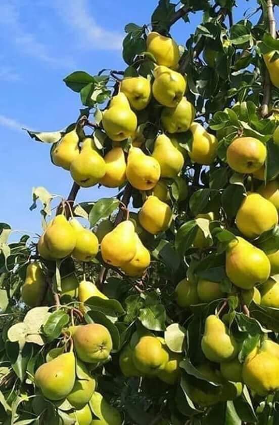 Local Vegetable and Grain Market