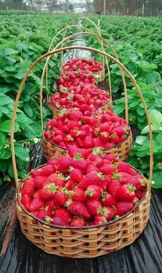 Local Vegetable and Grain Market