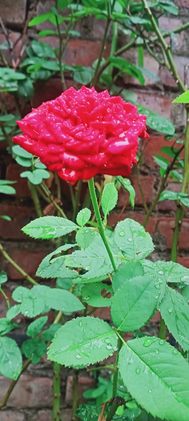 Municipal Garden Beed