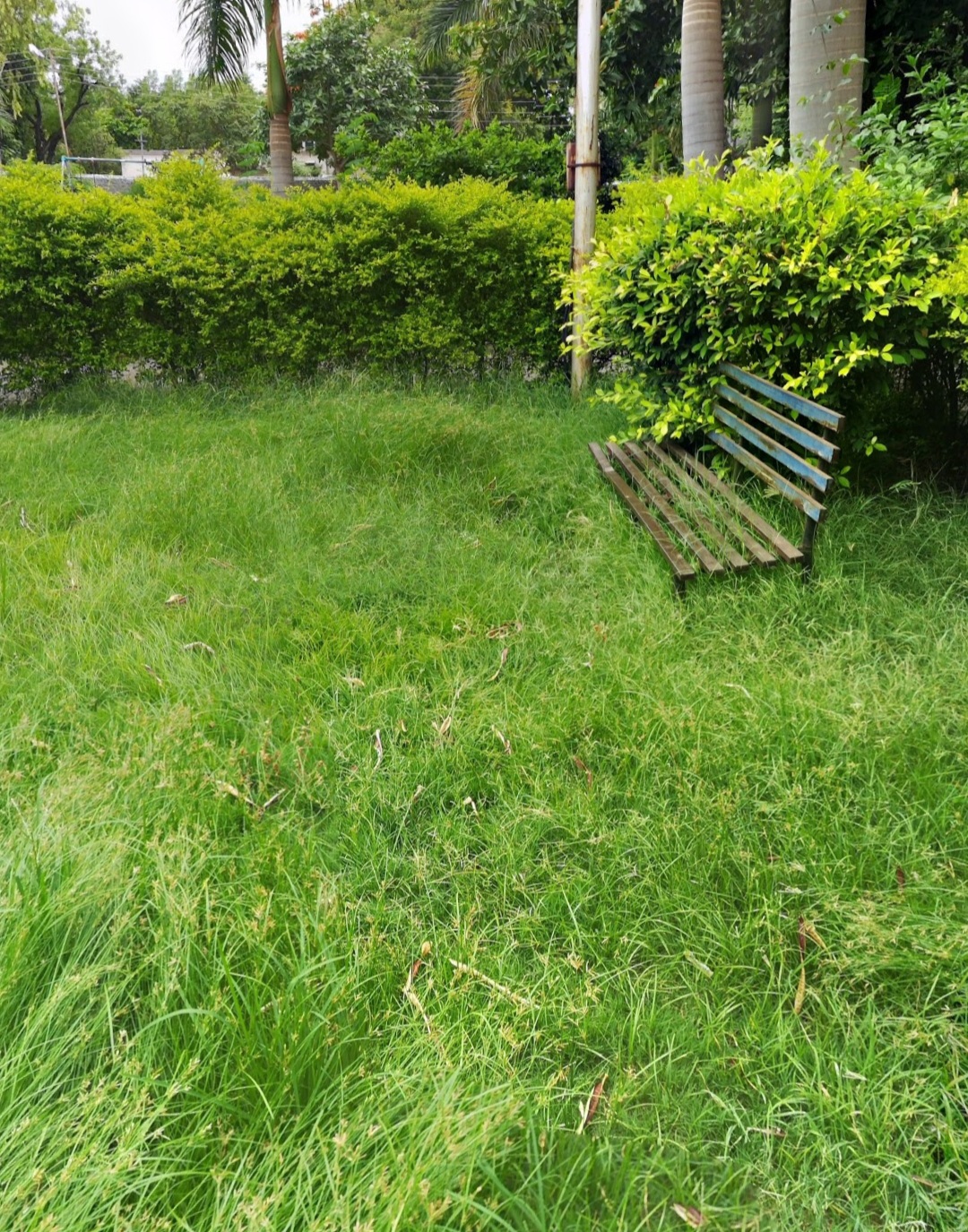 Municipal Garden Beed