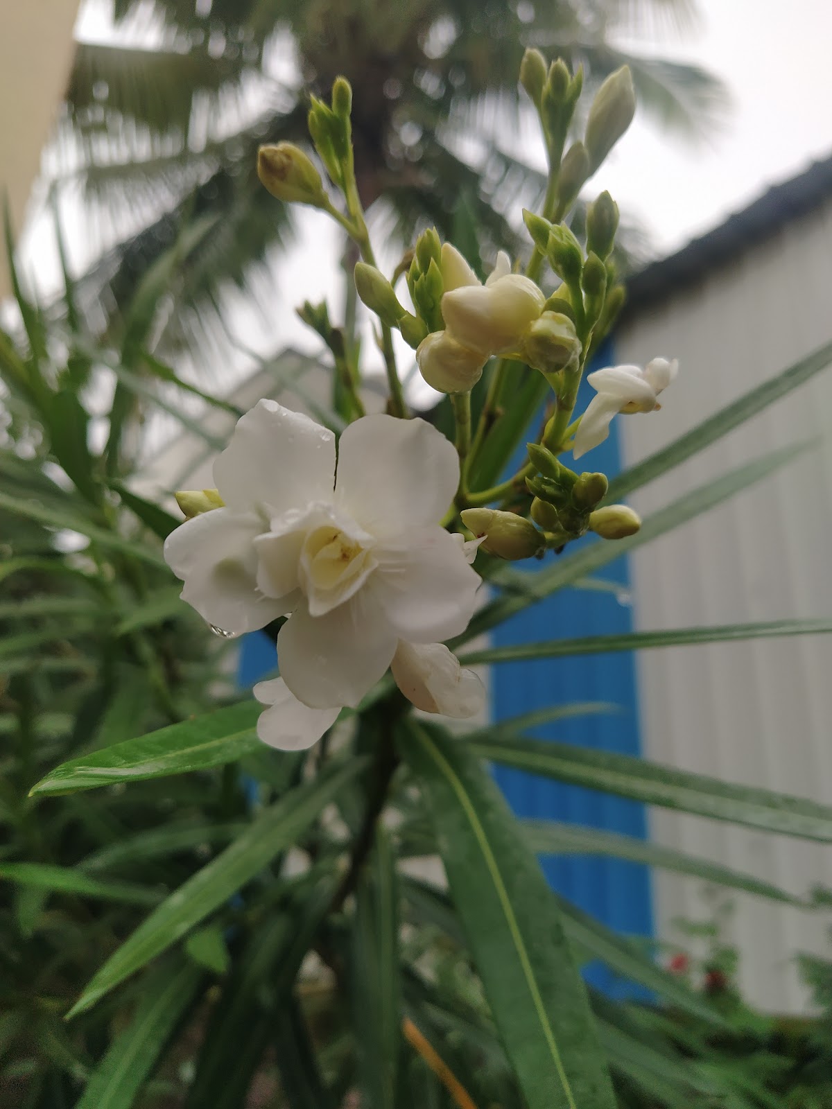 Municipal Garden Beed