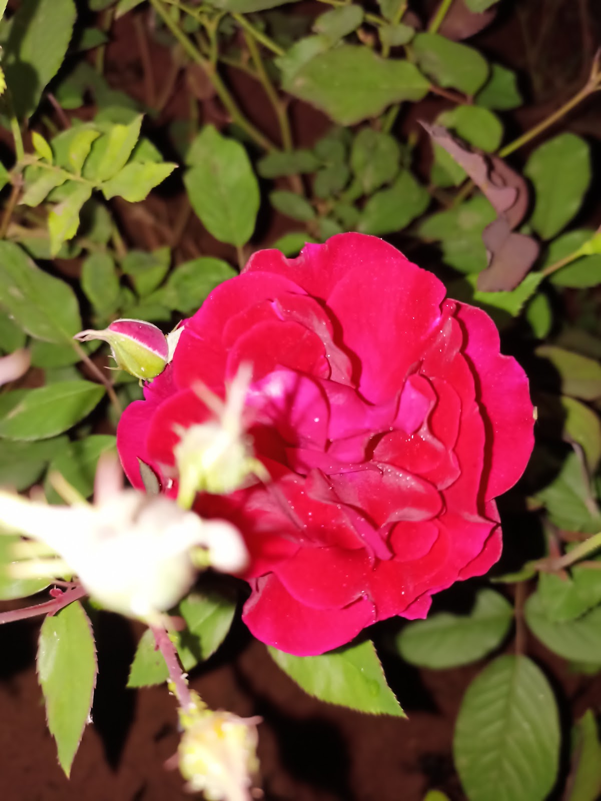 Municipal Garden Beed