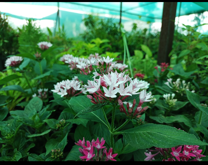 Municipal Garden Beed